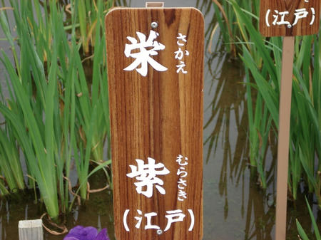 花菖蒲　栄紫.jpg