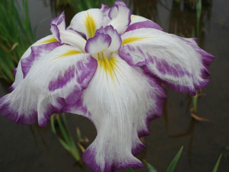 花菖蒲　紅大将.jpg