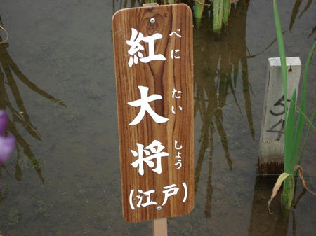 花菖蒲　紅大将.jpg