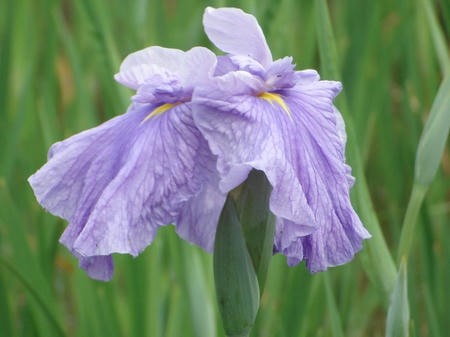 花菖蒲　松籟.jpg