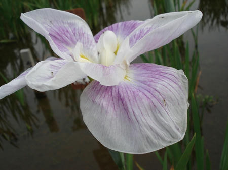 花菖蒲　五月晴れ.jpg