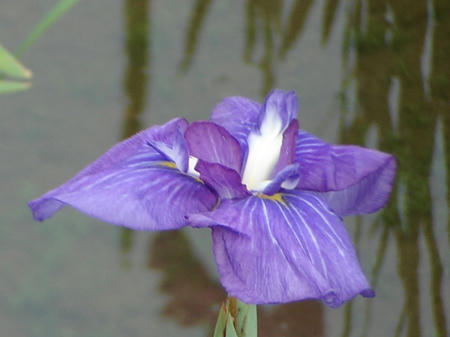 花菖蒲　和田津海.jpg