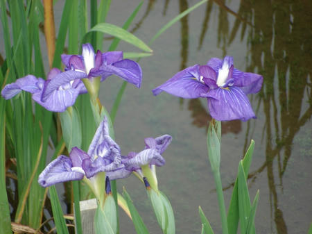 花菖蒲　和田津海.jpg