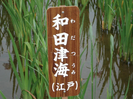 花菖蒲　和田津海.jpg