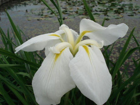 花菖蒲　沖津白波.jpg