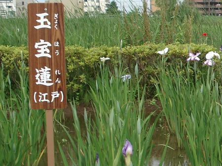 花菖蒲　玉宝蓮.jpg