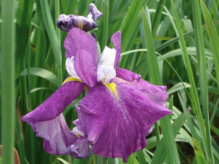 花菖蒲　玉手箱.jpg