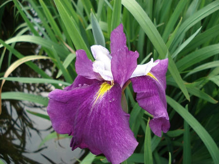 花菖蒲　玉手箱.jpg