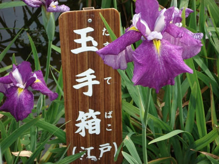 花菖蒲　玉手箱.jpg