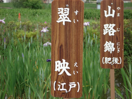 花菖蒲　翠映.jpg