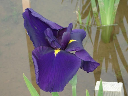 花菖蒲　紫衣の誉.jpg