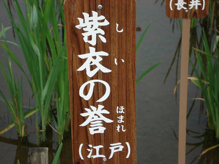 花菖蒲　紫衣の誉.jpg