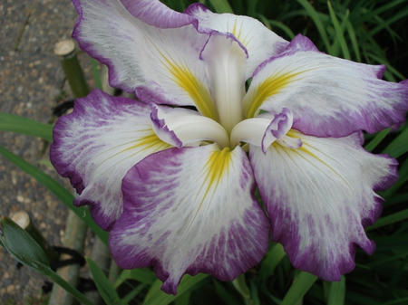花菖蒲　長生殿.jpg