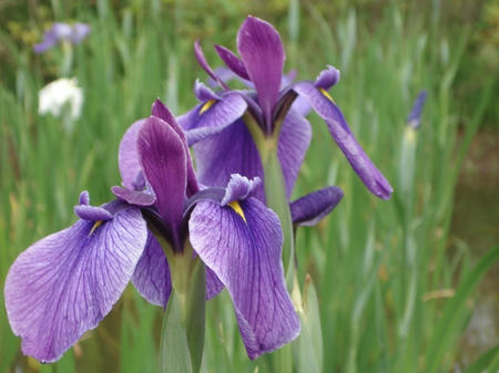 花菖蒲　村祭.jpg