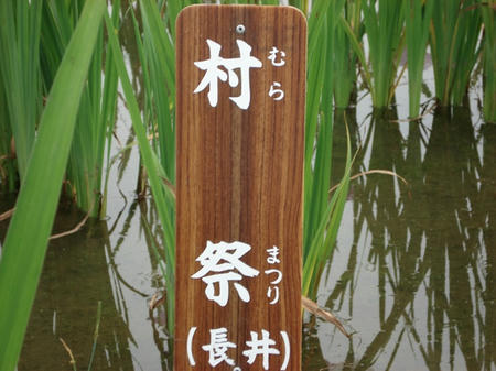 花菖蒲　村祭.jpg