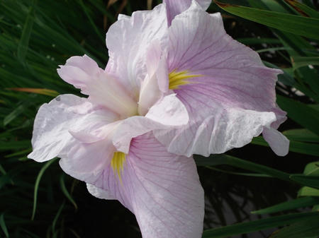 花菖蒲　美吉野.jpg