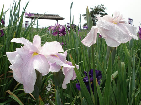 花菖蒲　美吉野.jpg