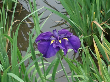 花菖蒲　松涛.jpg