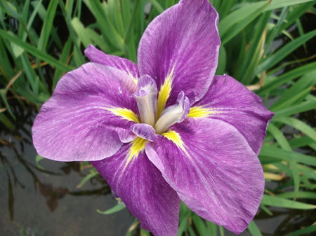 花菖蒲　古の里.jpg
