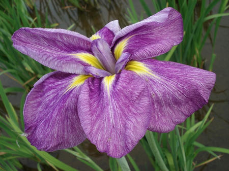 花菖蒲　古の里.jpg