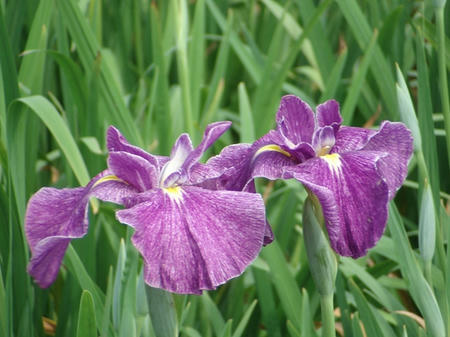 花菖蒲　火の鳥.jpg
