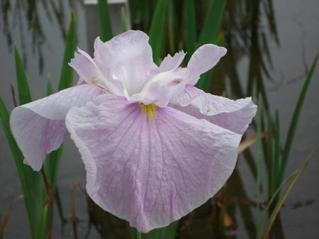 花菖蒲　湖水の祭.jpg