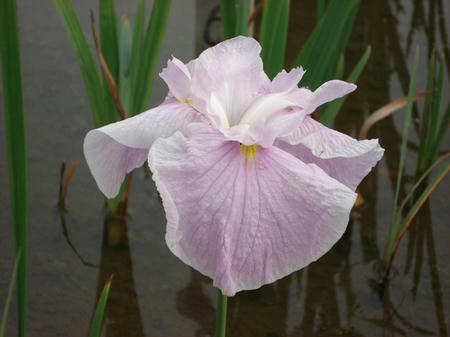 花菖蒲　湖水の祭.jpg