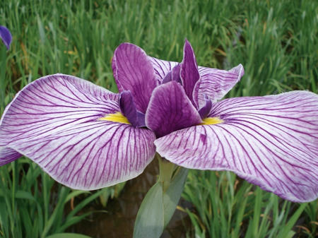 花菖蒲　葵の上.jpg