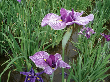 花菖蒲　葵の上.jpg