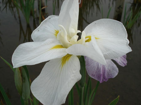 花菖蒲　佐野の渡.jpg