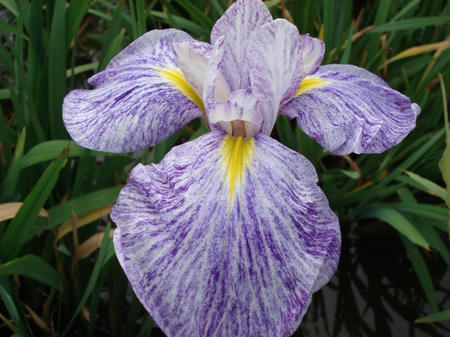 花菖蒲　七夕.jpg