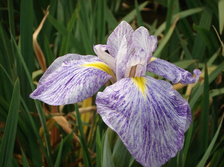 花菖蒲　七夕.jpg