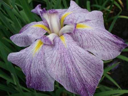 花菖蒲　春日野.jpg