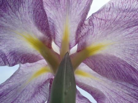 花菖蒲　春日野.jpg