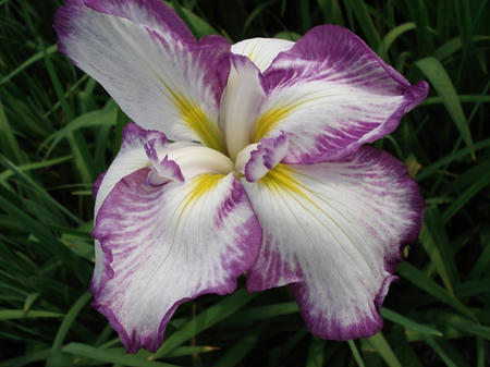 花菖蒲　酒中花.jpg