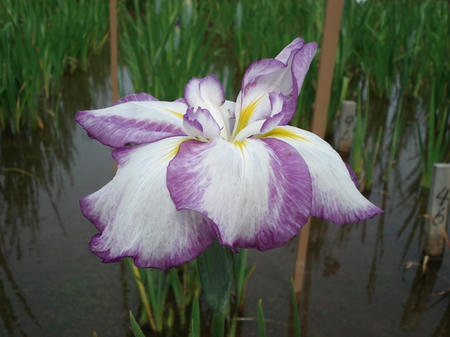花菖蒲　酒中花.jpg