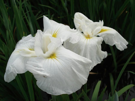 花菖蒲　鶴ヶ城.jpg