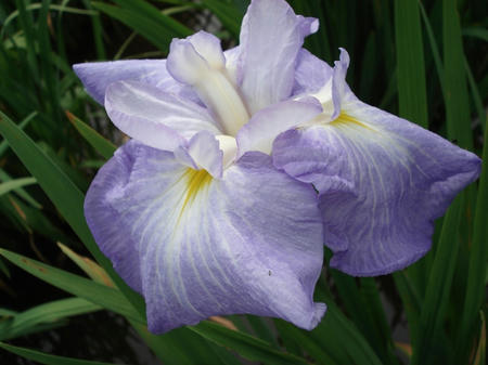 花菖蒲　連城の璧.jpg