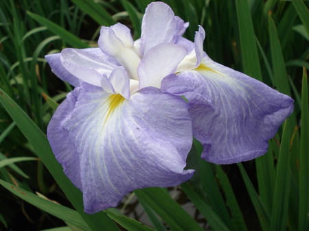 花菖蒲　連城の璧.jpg