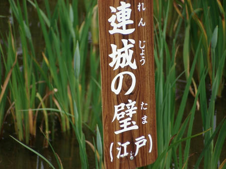 花菖蒲　連城の璧.jpg