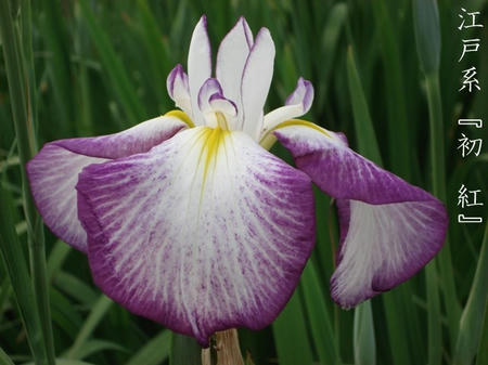 花菖蒲　専門用語　系統編.jpg