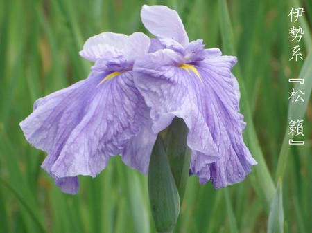 花菖蒲　専門用語　系統編.jpg