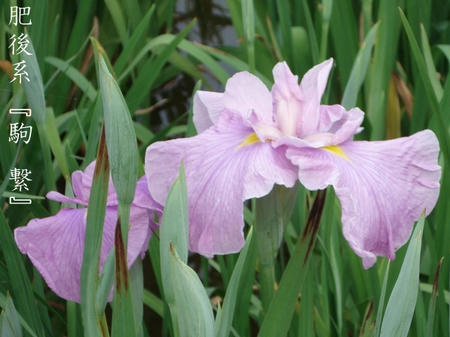 花菖蒲　専門用語　系統編.jpg