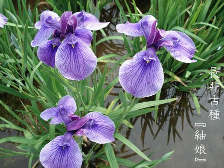 花菖蒲　専門用語　系統編.jpg