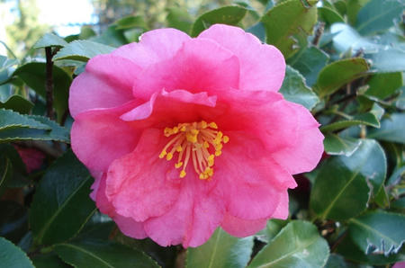 山茶花.jpg