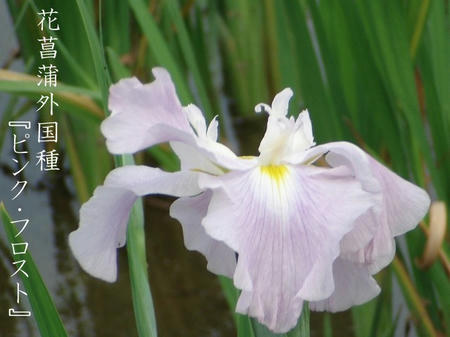 花菖蒲　品種編　種間交配種　外国種.jpg