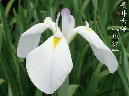 花菖蒲　品種編　長井古種　長井系.jpg