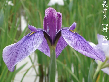 花菖蒲　品種編　長井古種　長井系.jpg