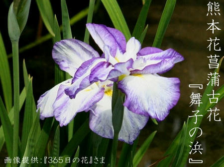花菖蒲　品種編　肥後系.jpg