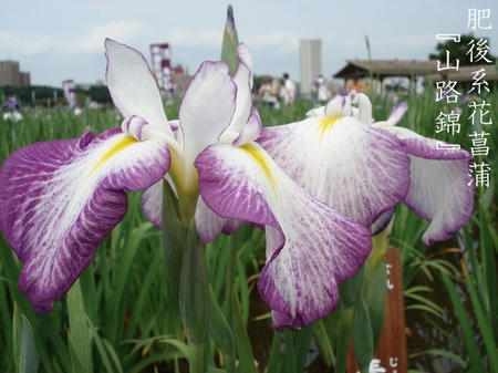 花菖蒲　品種編　肥後系.jpg